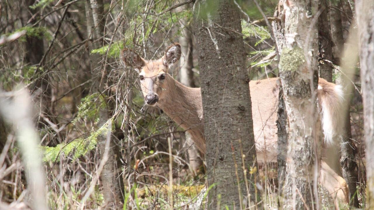 DNR concludes 2025 gun deer hunt